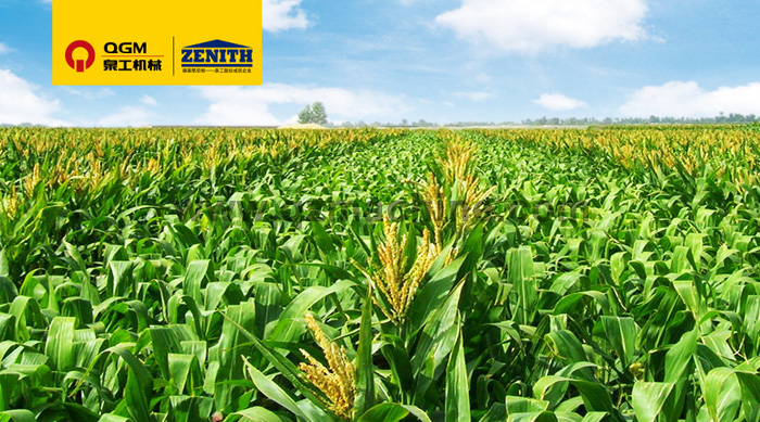 泉工T10全自動生產線落戶玉米的故鄉——記墨西哥首條全自動生產線